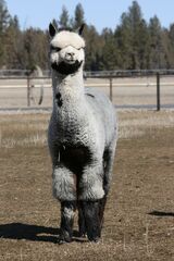 alpaca for sale