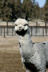 alpaca for sale