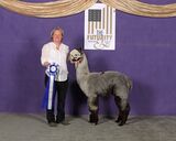 alpaca for sale