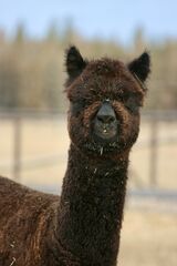 alpaca for sale
