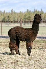 alpaca for sale
