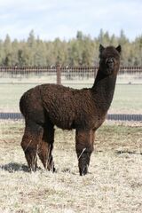 alpaca for sale