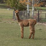 alpaca for sale