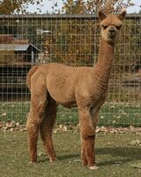 alpaca for sale
