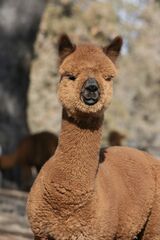 alpaca for sale