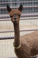 alpaca for sale