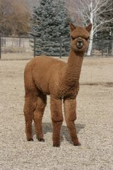 alpaca for sale