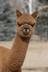 alpaca for sale