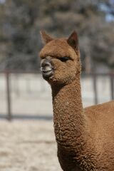 alpaca for sale