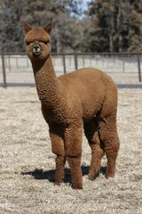 alpaca for sale