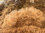 alpaca for sale