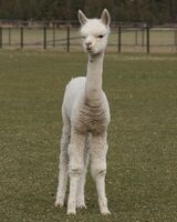 alpaca for sale