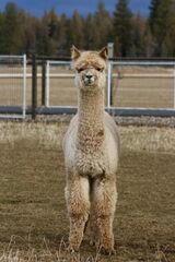alpaca for sale