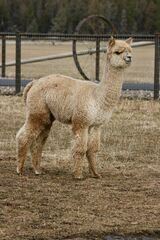 alpaca for sale