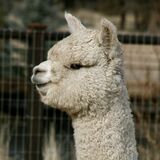 alpaca for sale