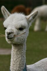 alpaca for sale
