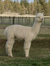 alpaca for sale