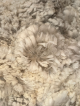 alpaca for sale