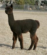 alpaca for sale