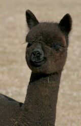 alpaca for sale