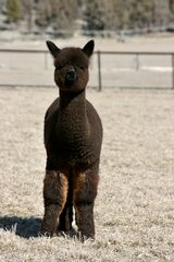alpaca for sale