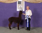 alpaca for sale