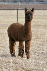 alpaca for sale