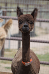 alpaca for sale