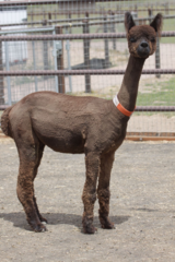 alpaca for sale