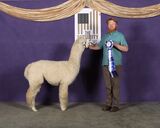 alpaca for sale