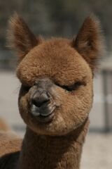 alpaca for sale
