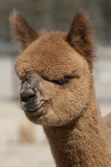 alpaca for sale