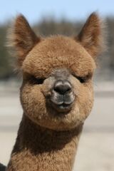 alpaca for sale