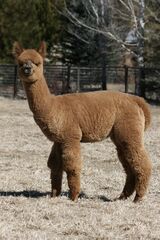 alpaca for sale