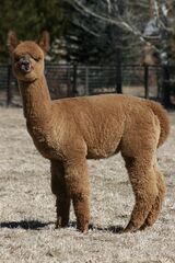alpaca for sale
