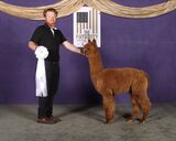 alpaca for sale