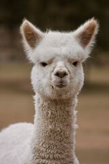 alpaca for sale