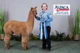 alpaca for sale
