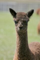 alpaca for sale