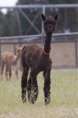 alpaca for sale