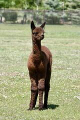 alpaca for sale