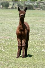 alpaca for sale