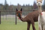 alpaca for sale