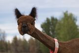 alpaca for sale