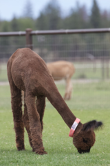 alpaca for sale