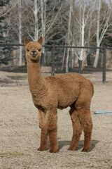 alpaca for sale