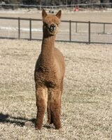 alpaca for sale