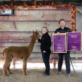 alpaca for sale