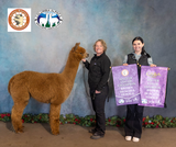 alpaca for sale