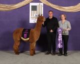 alpaca for sale